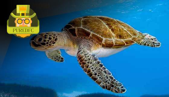 Chuyên Gia Nhận Định: Ý Nghĩa Sâu Xa và Liên Hệ Thực Tế của Giấc Mơ Rùa Vàng Liên Quan Đến [Từ Khoá Chính]